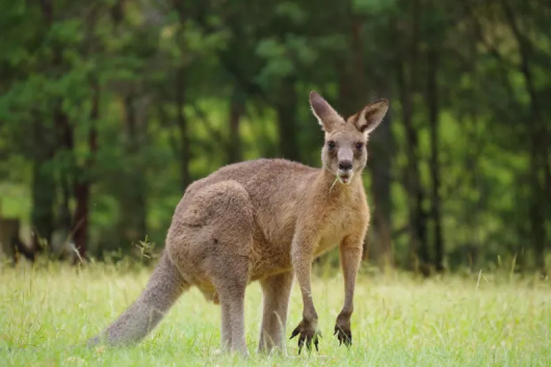 81Rth9-SJLL._AC_SL1500_